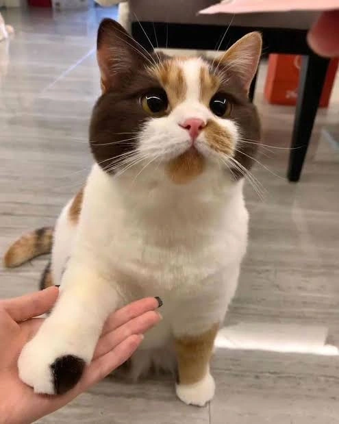 Hana gently offering her paw to a person
